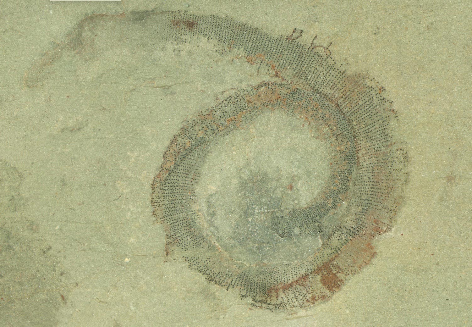 ความลึกลับของหนอนทะเลโบราณแก้ไขโดยนักเรียนหลังจาก 50 ปีใน“ Bastebasket”